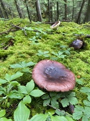 Russula phoenicea