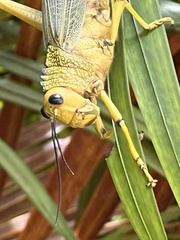 Tropidacris cristata