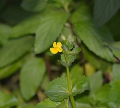 Erythranthe geyeri