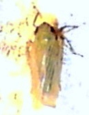 Macrosteles