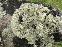 Arctoparmelia