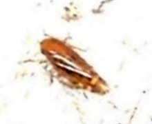 Xestocephalus