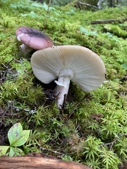 Russula phoenicea