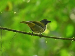 Saltator maximus