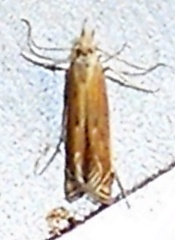 Isophrictis actinopa