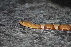 Agkistrodon laticinctus
