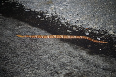 Agkistrodon laticinctus