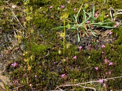 Utricularia tenella