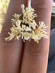 Psacalium radulifolium