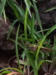 Aiolopus thalassinus