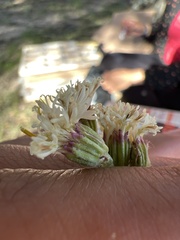 Psacalium radulifolium