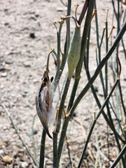 Asclepias subulata