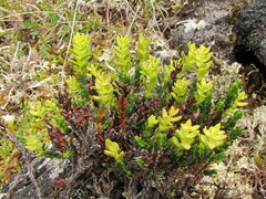 Exobasidium hypogenum