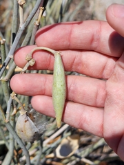 Asclepias subulata