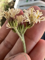 Psacalium radulifolium