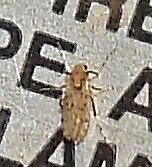 Chaoborus punctipennis