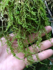 Kindbergia praelonga