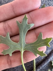 Psacalium radulifolium