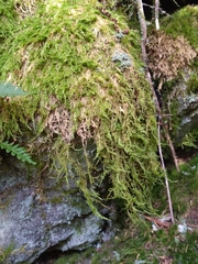 Kindbergia praelonga