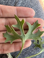 Psacalium radulifolium