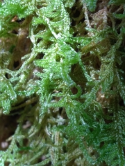Kindbergia praelonga