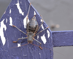 Acanthoplus discoidalis