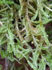 Kindbergia praelonga