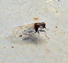Cixius stigmatus