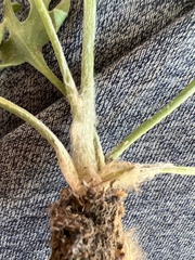 Psacalium radulifolium