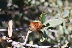 Andricus crystallinus