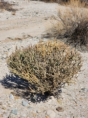 Cylindropuntia ramosissima