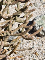 Cylindropuntia ramosissima