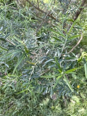 Ozothamnus ferrugineus