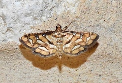Hileithia magualis