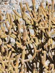 Cylindropuntia ramosissima