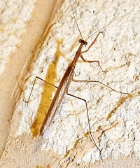 Oligonicella