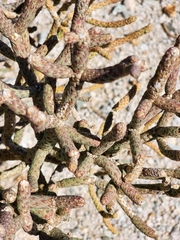Cylindropuntia ramosissima