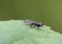 Anacampsis levipedella