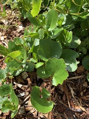 Muehlenbeckia adpressa
