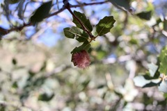 Andricus crystallinus