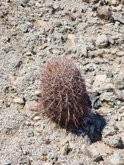 Ferocactus cylindraceus