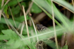 Crotalus molossus
