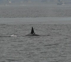 Orcinus orca