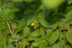 Erythranthe geyeri