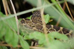 Crotalus molossus