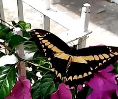 Heraclides thoas autocles