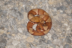 Agkistrodon laticinctus