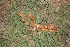 Agkistrodon laticinctus