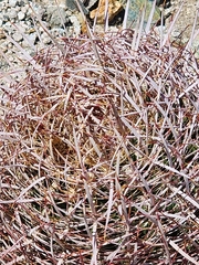 Ferocactus cylindraceus