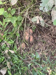 Lactarius deliciosus